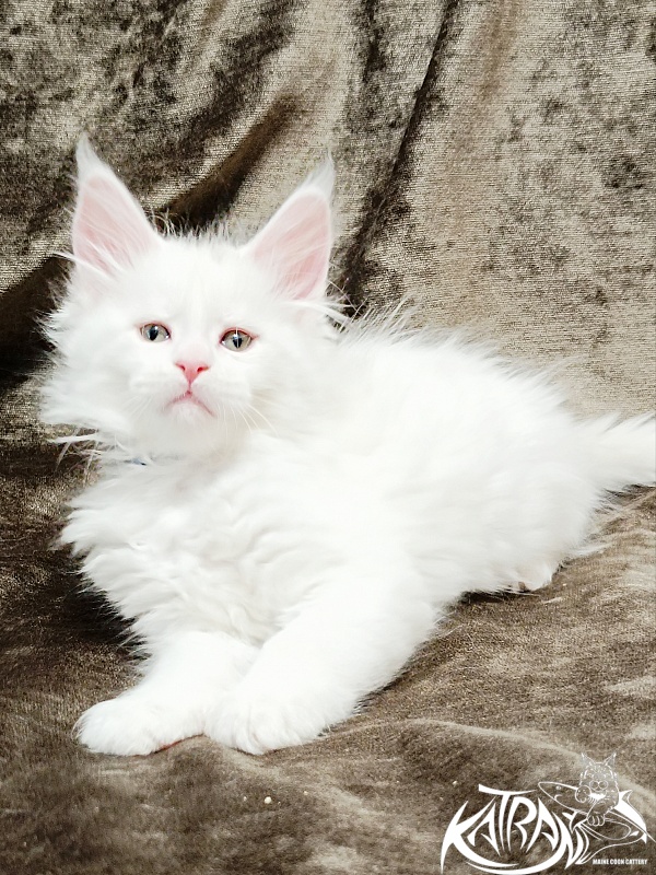 Katran Jolly - Kitten maine-coon 1 month 2 weeks