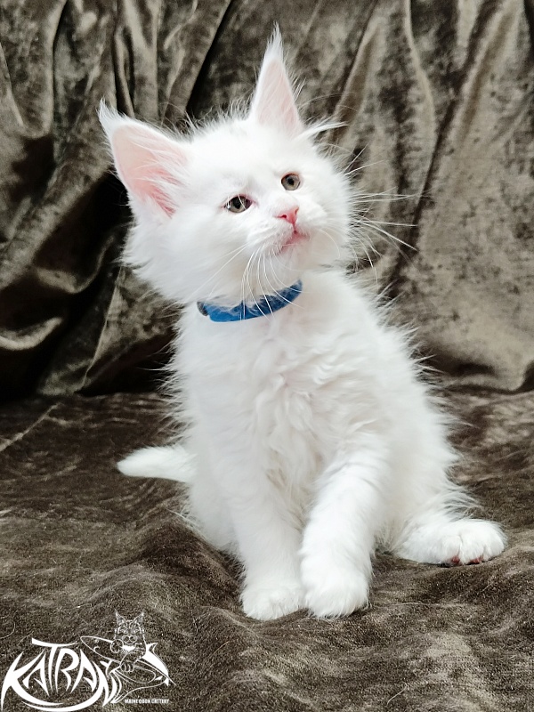 Katran Jolly - Kitten maine-coon 1 month 2 weeks