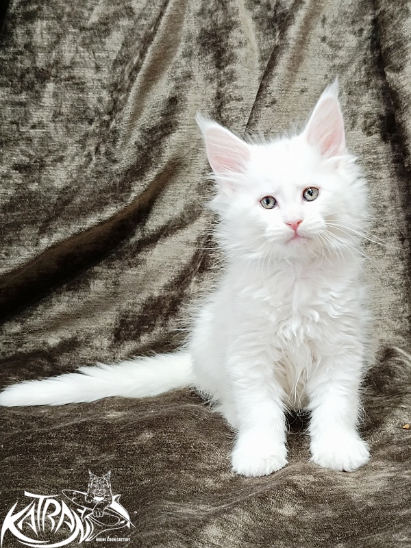 Katran Jolly - Kitten maine-coon 1 month 2 weeks