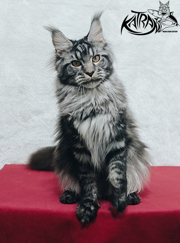 Katran Jasmin - Junior maine-coon 8.5 months