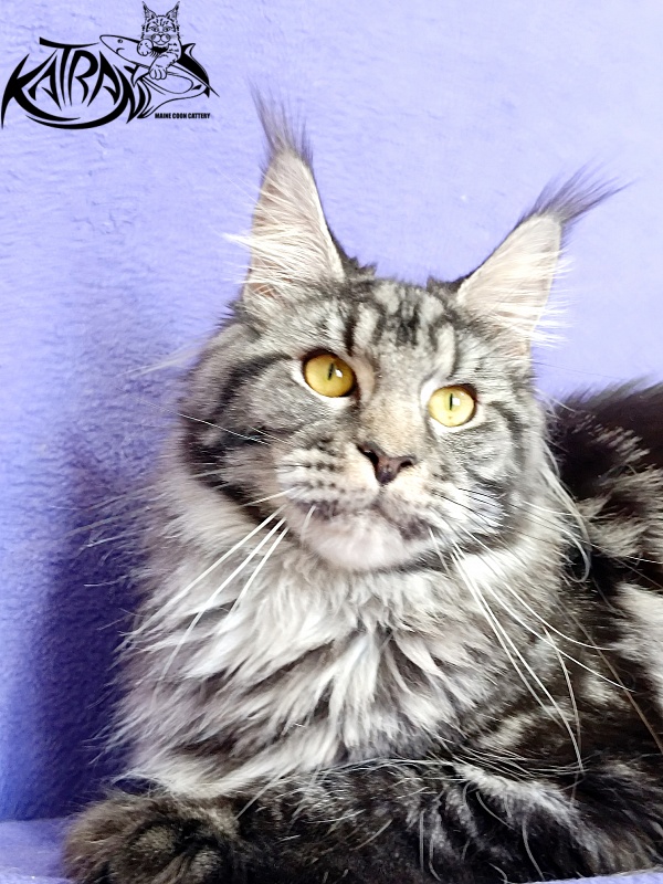 Katran Jasmin - Adult maine-coon 10.5 months