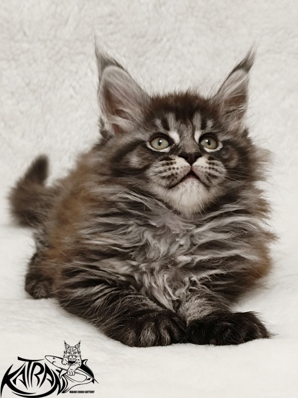 Katran Jasmin - Kitten maine-coon 1 month 2 weeks