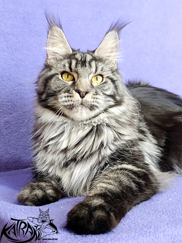 Katran Jasmin - Adult maine-coon 10.5 months