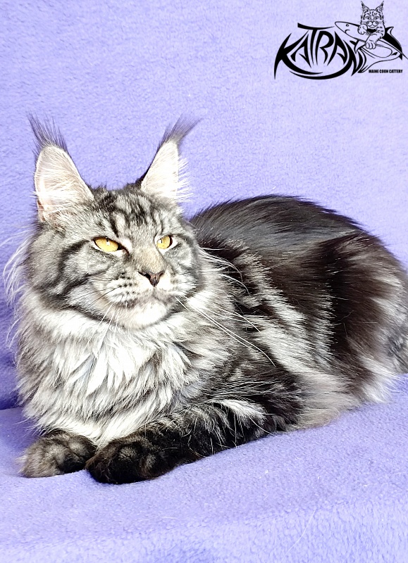 Katran Jasmin - Adult maine-coon 10.5 months