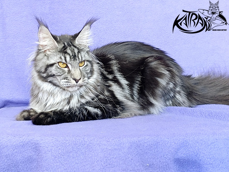 Katran Jasmin - Adult maine-coon 10.5 months
