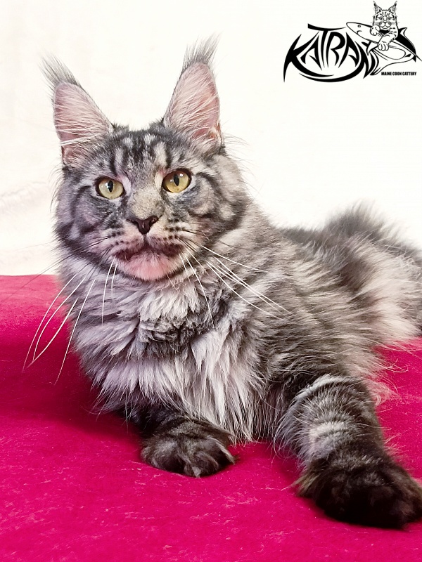 Katran Jasmin - Adult maine-coon 1 year 1 month 4 weeks