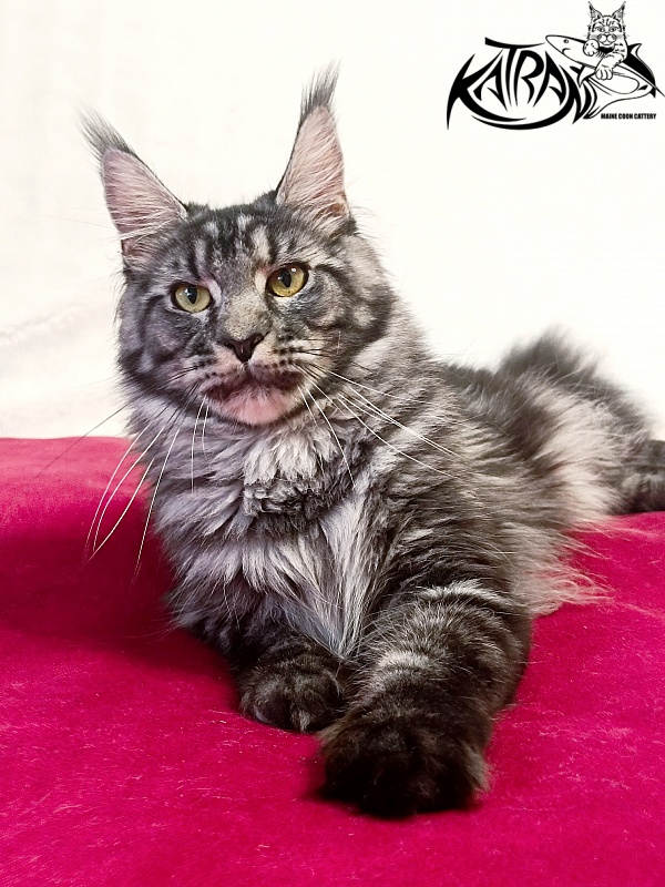Katran Jasmin - Adult maine-coon 1 year 1 month 4 weeks