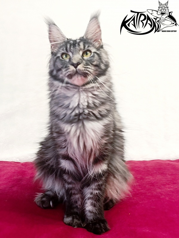 Katran Jasmin - Adult maine-coon 1 year 1 month 4 weeks