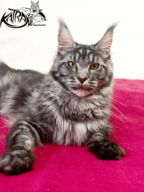 Katran Jasmin - Adult maine-coon 1 year 1 month 4 weeks