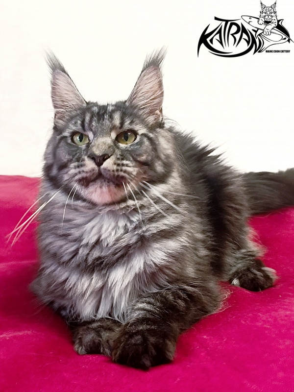 Katran Jasmin - Adult maine-coon 1 year 1 month 4 weeks