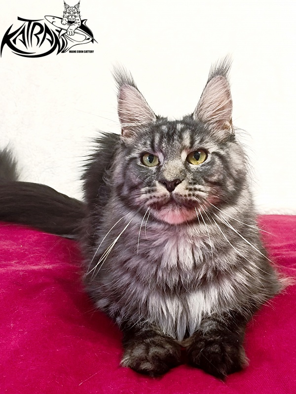 Katran Jasmin - Adult maine-coon 1 year 1 month 4 weeks