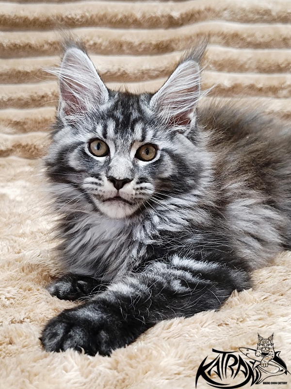 Katran Jasmin - Kitten maine-coon 2 months 1 week