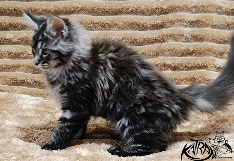 Katran Jasmin - Kitten maine-coon 2 months 1 week