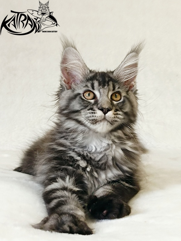 Katran Jasmin - Kitten maine-coon 3 months