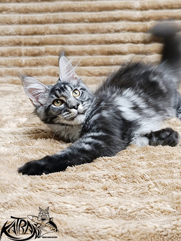 Katran Jasmin - Kitten maine-coon 4 months