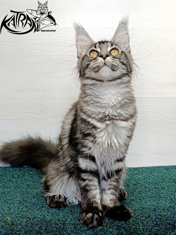 Katran Jasmin - Kitten maine-coon 4 months 3 weeks