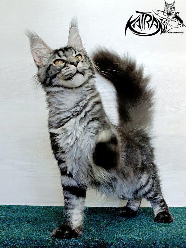 Katran Jasmin - Kitten maine-coon 4 months 3 weeks