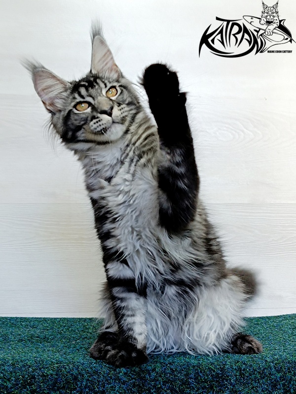Katran Jasmin - Kitten maine-coon 4 months 3 weeks
