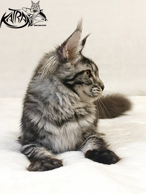 Katran Jasmin - Kitten maine-coon 5 months 3 weeks