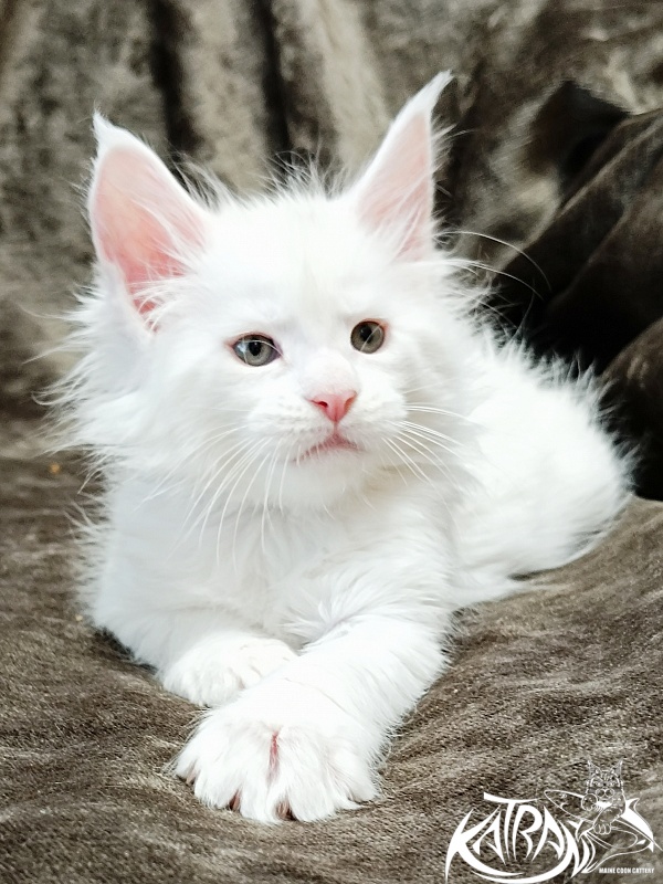 Katran Jenna - Kitten maine-coon 1 month 2 weeks
