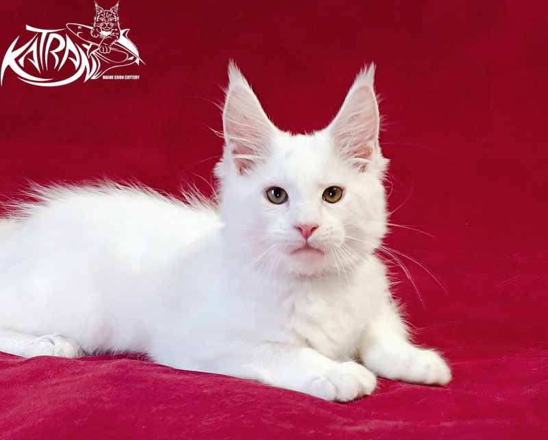 Katran Jenna - Kitten maine-coon 3 months