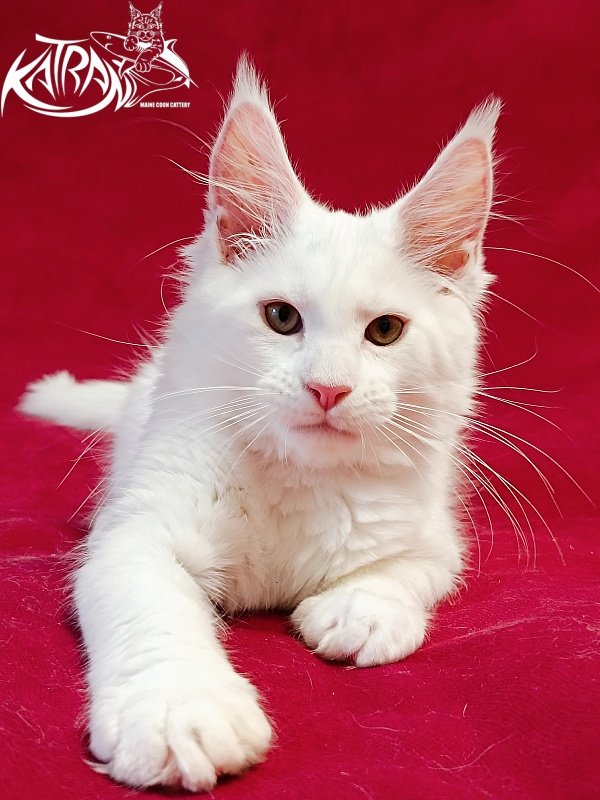 Katran Jenna - Kitten maine-coon 3 months