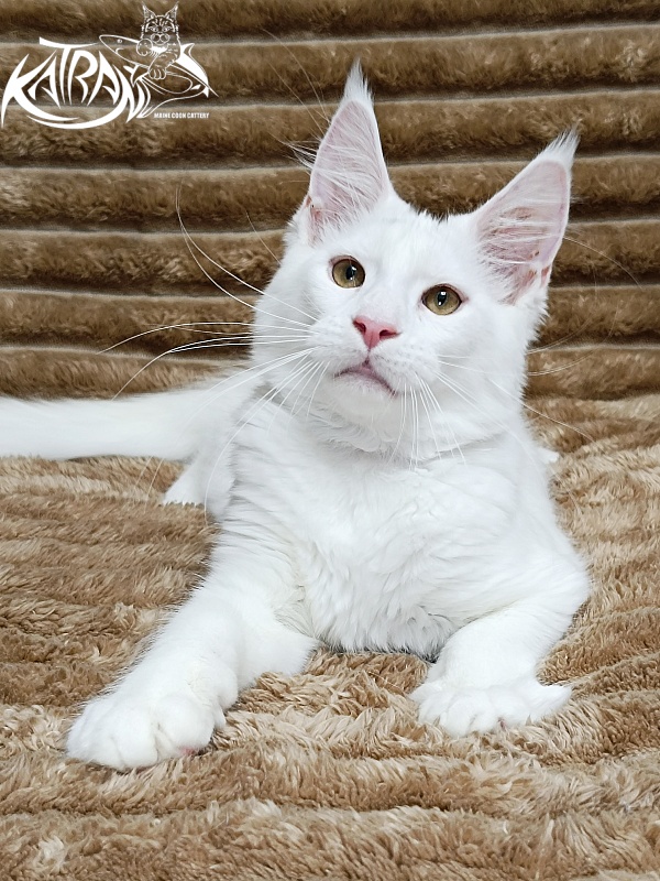 Katran Jenna - Kitten maine-coon 4 months