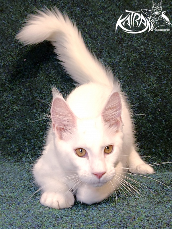 Katran Jenna - Kitten maine-coon 4 months 3 weeks