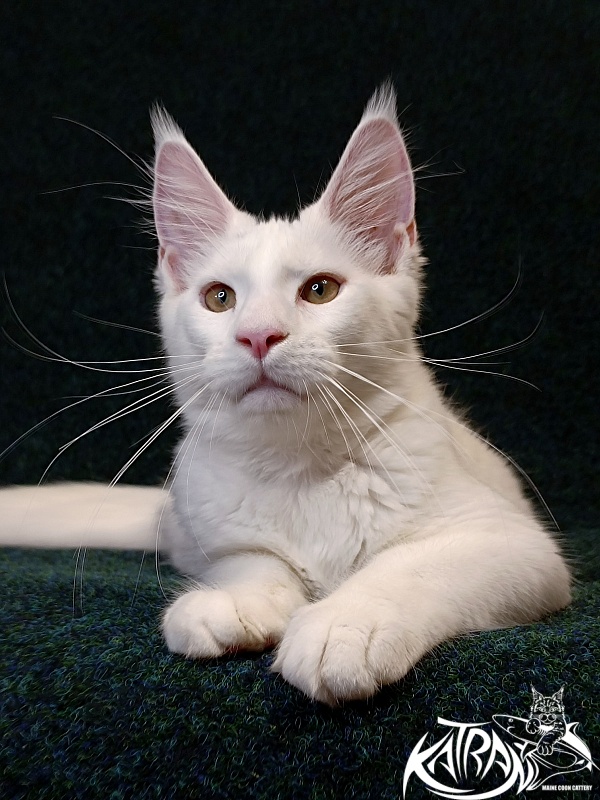 Katran Jenna - Kitten maine-coon 4 months 3 weeks
