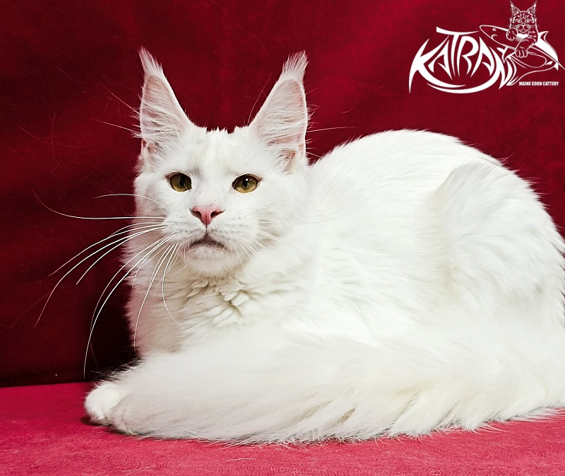 Katran Jenna - Junior maine-coon 8.5 months