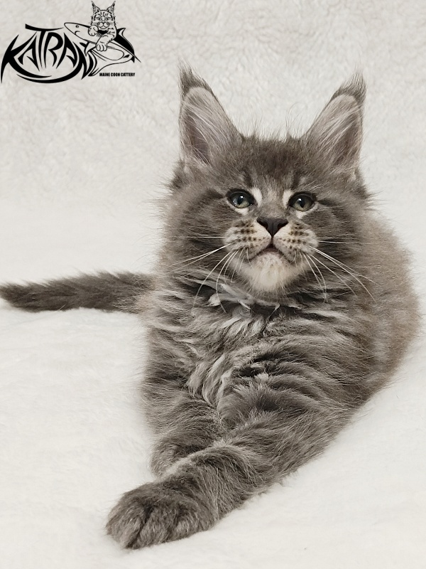 Katran Joker - Kitten maine-coon 1 month 2 weeks
