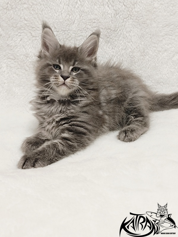 Katran Joker - Kitten maine-coon 1 month 2 weeks