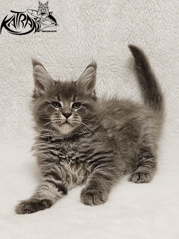 Katran Joker - Kitten maine-coon 1 month 2 weeks
