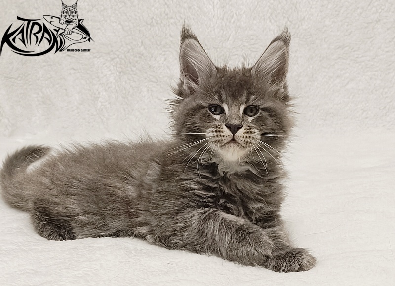 Katran Joker - Kitten maine-coon 1 month 2 weeks
