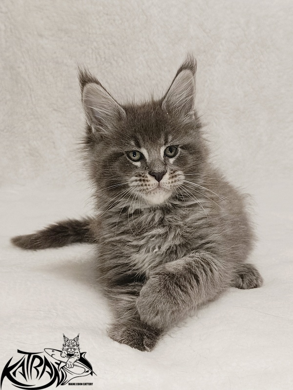 Katran Joker - Kitten maine-coon 1 month 2 weeks