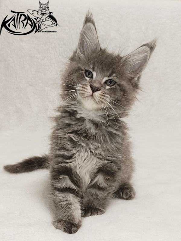 Katran Joker - Kitten maine-coon 1 month 2 weeks