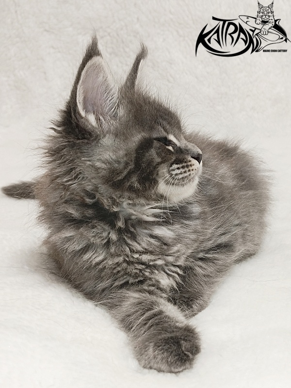 Katran Joker - Kitten maine-coon 1 month 2 weeks