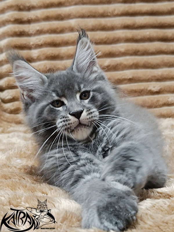 Katran Joker - Kitten maine-coon 2 months 1 week