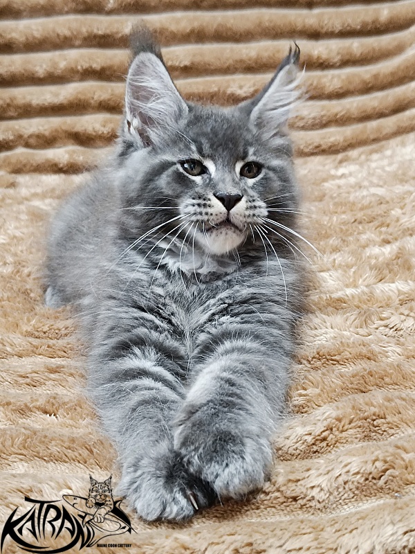 Katran Joker - Kitten maine-coon 2 months 1 week