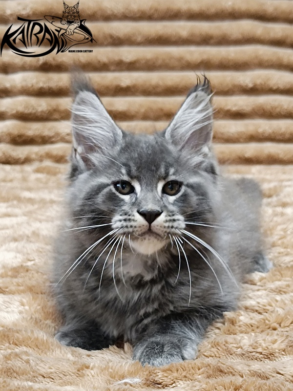 Katran Joker - Kitten maine-coon 2 months 1 week