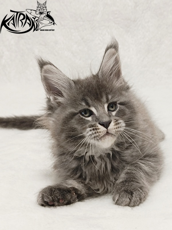 Katran Joker - Kitten maine-coon 1 month 2 weeks
