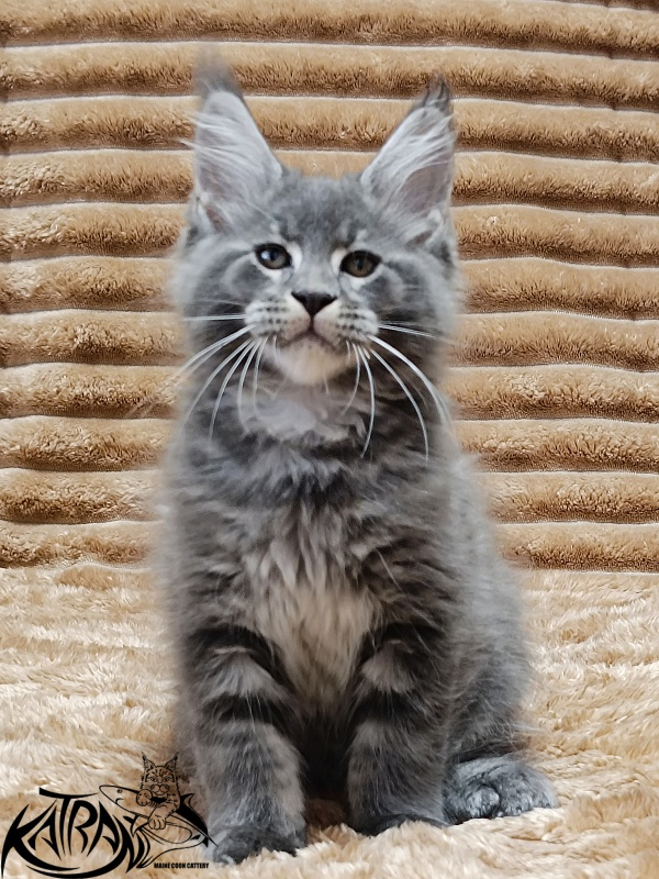 Katran Joker - Kitten maine-coon 2 months 1 week