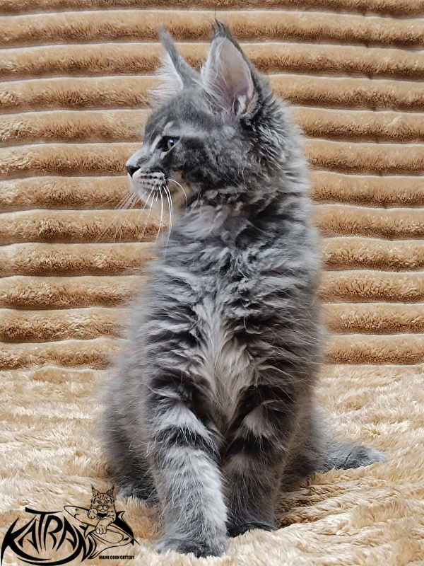 Katran Joker - Kitten maine-coon 2 months 1 week