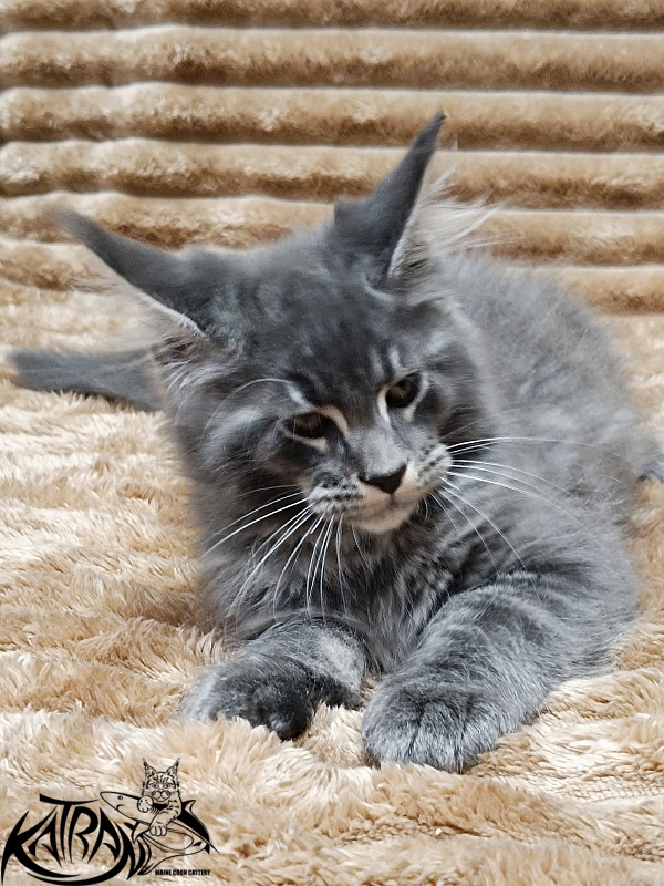 Katran Joker - Kitten maine-coon 2 months 1 week