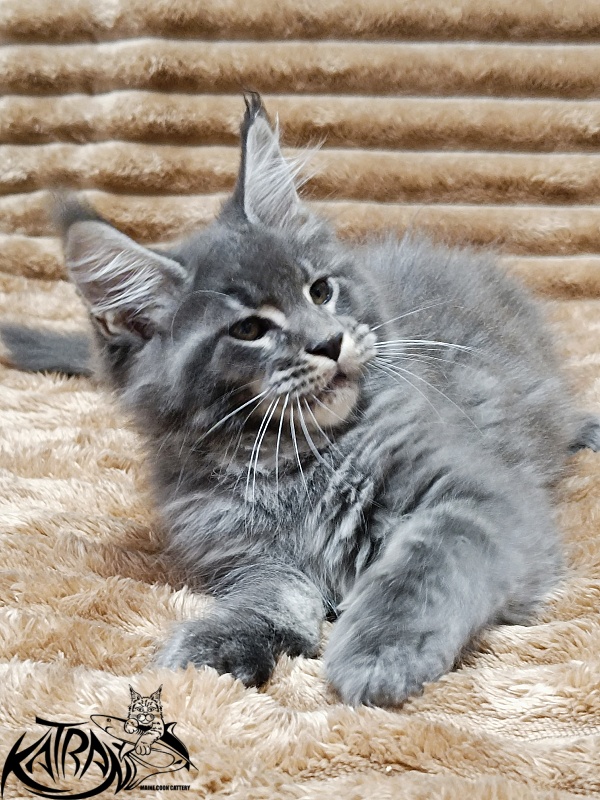 Katran Joker - Kitten maine-coon 2 months 1 week