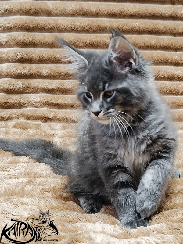 Katran Joker - Kitten maine-coon 2 months 1 week