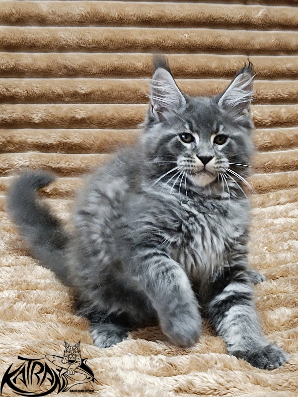 Katran Joker - Kitten maine-coon 2 months 1 week