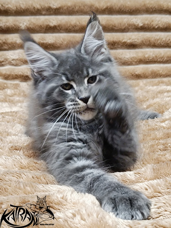 Katran Joker - Kitten maine-coon 2 months 1 week