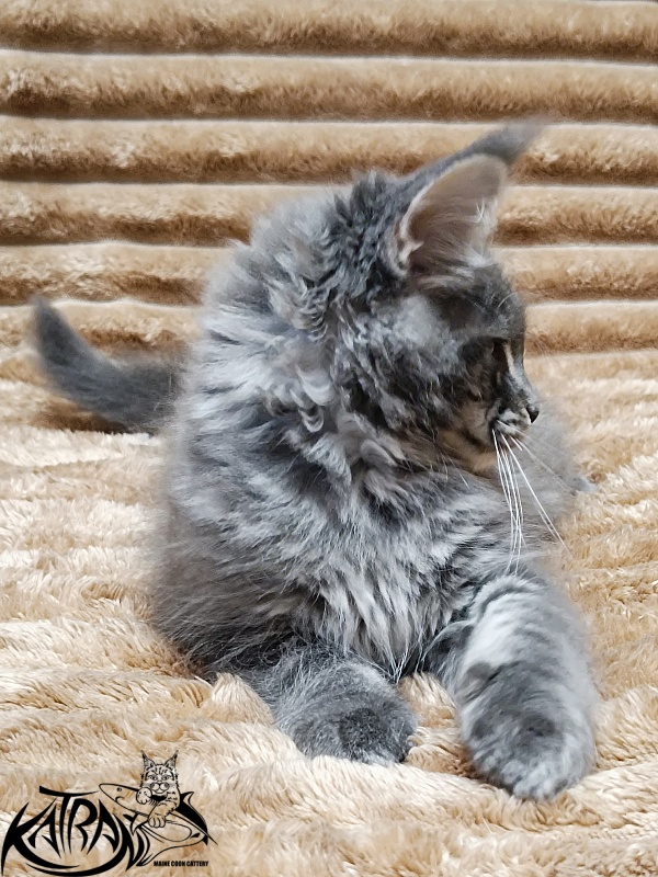 Katran Joker - Kitten maine-coon 2 months 1 week