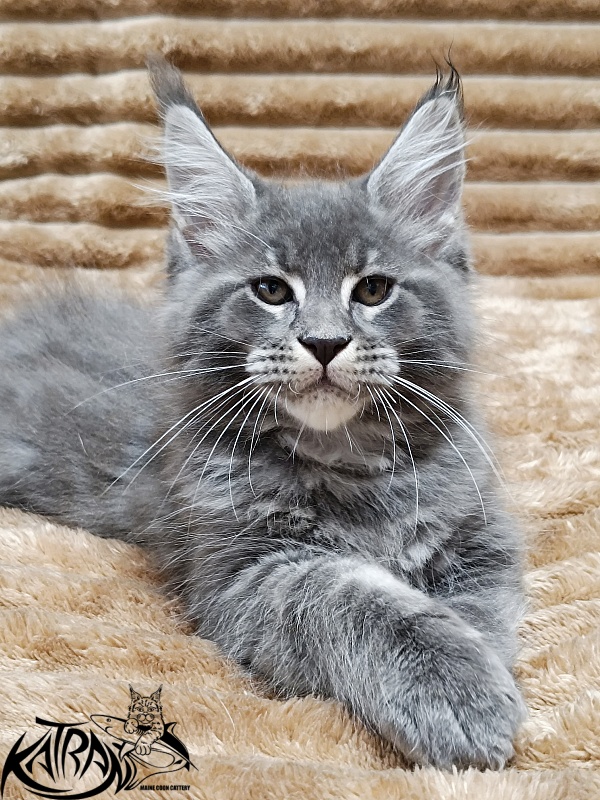 Katran Joker - Kitten maine-coon 2 months 1 week